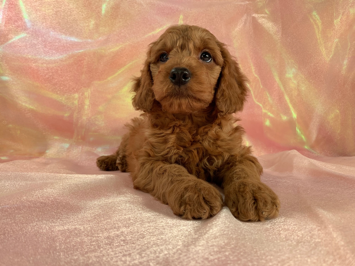 F1 Female Dark Red Mini Goldendoodle Puppy For Sale, Located In Iowa, DOB 1-10-2020, $1800